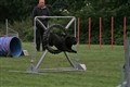 25 års jubilæum - Dansk Agility Forening Silkeborg 