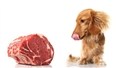 Hunde i kræftforskning