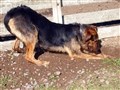 Herreløse hunde fandt amputerede lemmer 