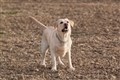 Mand bed hund for at redde sin kone