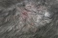 Antallet af hunde med allergi vokser fortsat