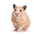 Politihund åd mistænktes hamster