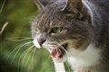 Aggressiv kat politianmeldt af hundeejer