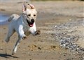 Både mennesker og hunde bliver høje af at løbe