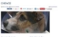Hund overlevede togpåkørsler