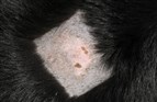 Hunde–dna kaster lys over eksemgåde