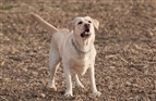 Mand bed hund for at redde sin kone