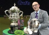 Petit basset griffon vendeen vandt Crufts