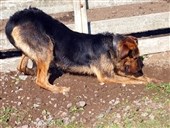 Herreløse hunde fandt amputerede lemmer 