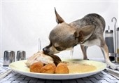 Når mennesket er ude, spiller hunden på bordet