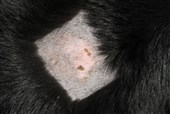 Hunde–dna kaster lys over eksemgåde