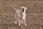 Mand bed hund for at redde sin kone