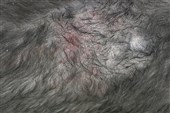 Antallet af hunde med allergi vokser fortsat
