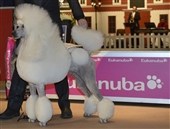 Dansk repræsentant med i finalen ved Eukanuba World Challenge