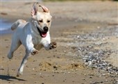Både mennesker og hunde bliver høje af at løbe