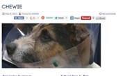 Hund overlevede togpåkørsler