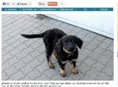 Hvalp stjålet fra internat