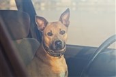 På på hunden i varmen