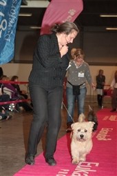 Hundefest i Fredericia