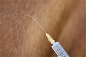 Hvornår skal hunden vaccineres?