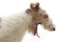 Gaber din hund, når du gaber?