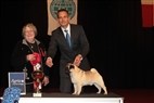 DKK Herning - Best in show søndag