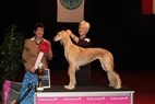 DKK Herning - Best in show lørdag