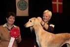 DKK Herning - Interview med lørdagens best in show