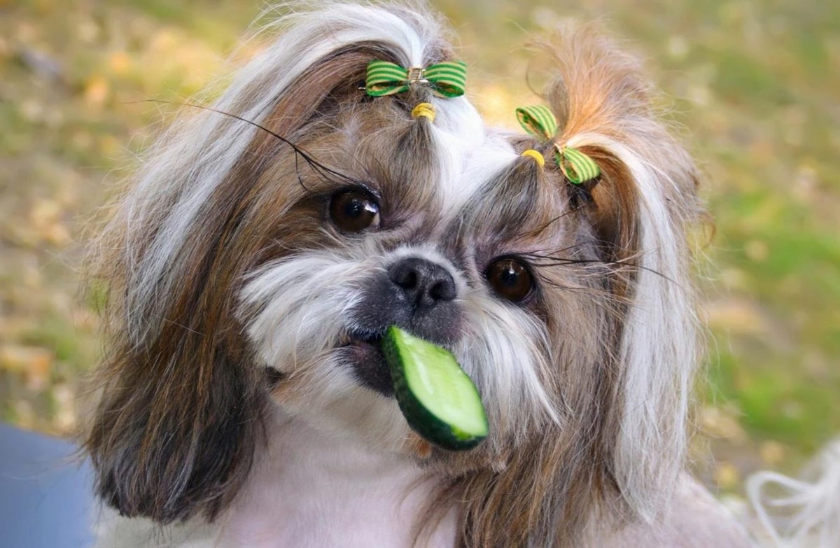 Må min hund spise agurker?