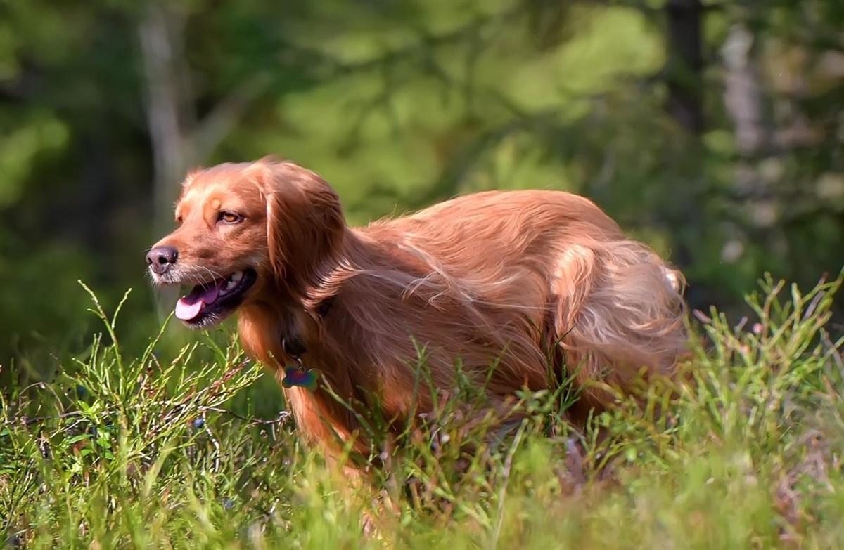 Stigende problem: Løse hunde jagter - Hunden.dk