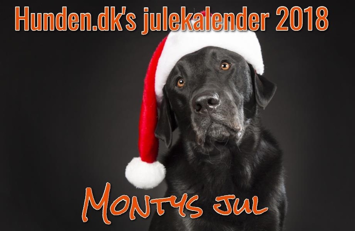 Julekalender: Montys jul - Afsnit - Hunden.dk