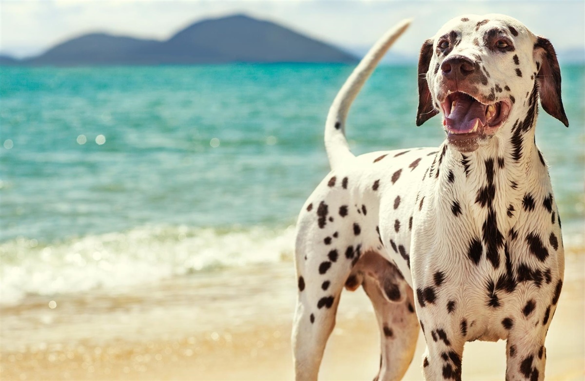cement lyse kaste Elsker din hund også strand og vand? - Hunden.dk