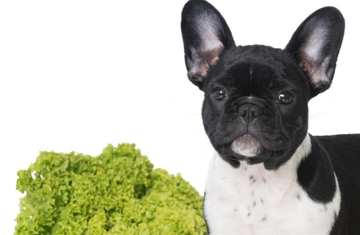 Må min hund spise asparges? -