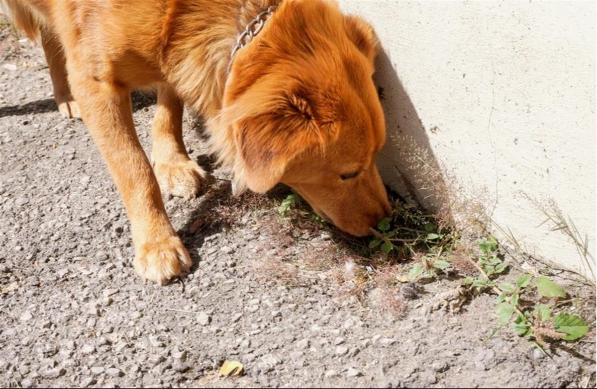 Tidsplan Ledig infrastruktur Hjælp – min hund har spist noget giftigt - Hunden.dk