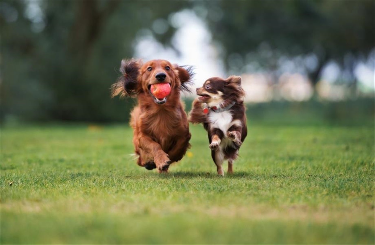 Hvorfor gør min dog -