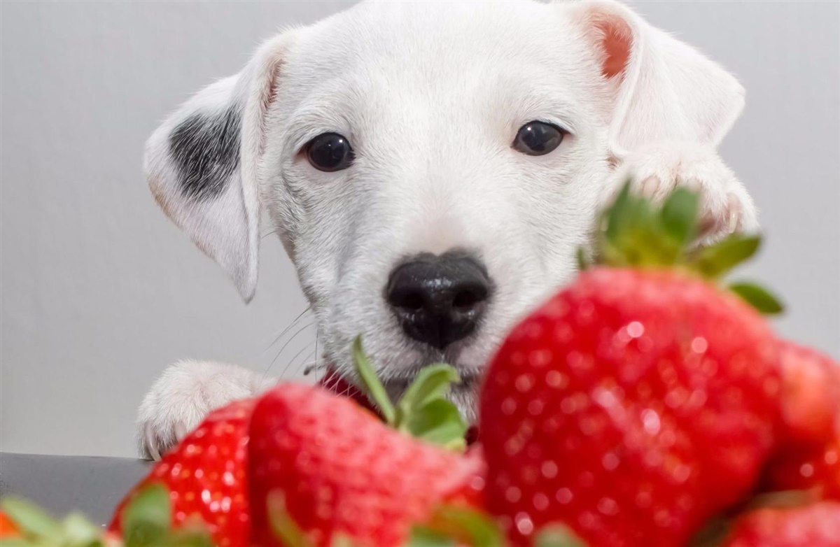 Må min hund spise jordbær? Hunden.dk