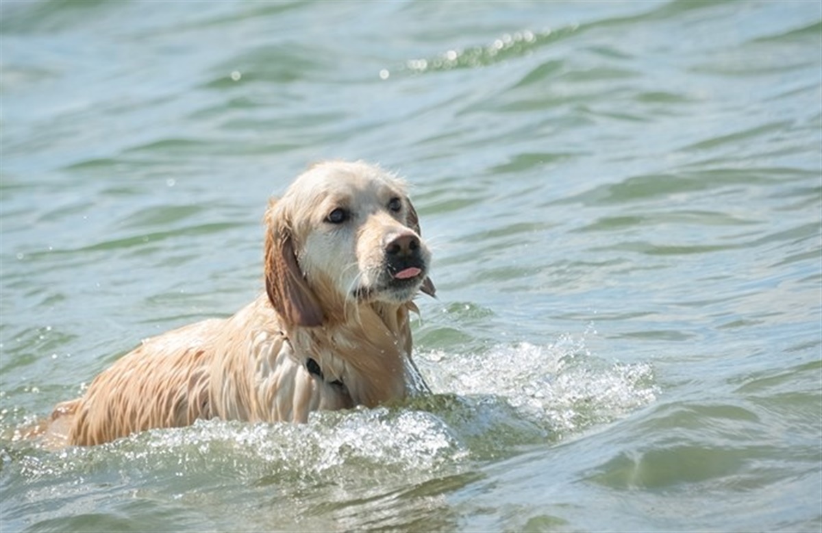 Pas på blågrønne alge i - Hunden.dk