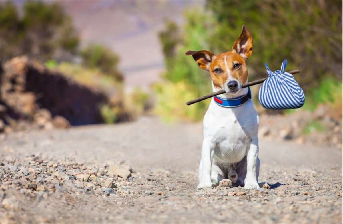 Aflever din hund gratis