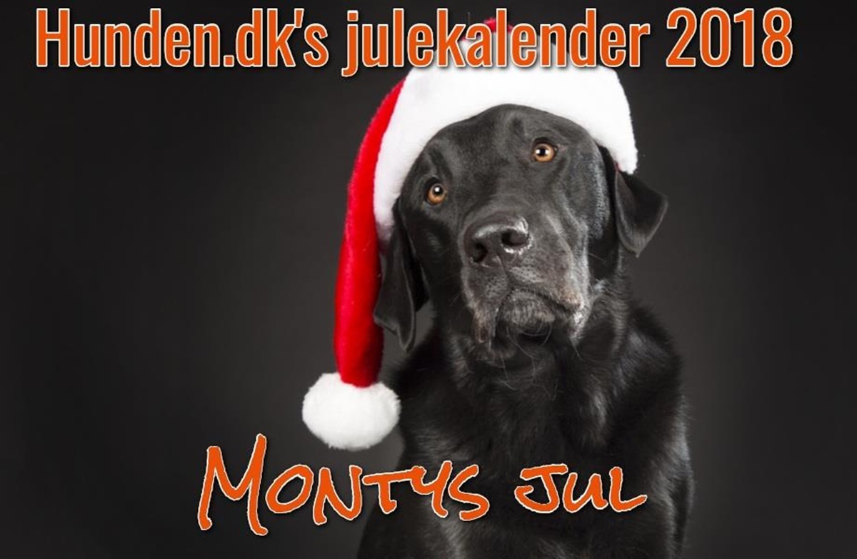 Målestok chokolade Souvenir Julekalender: Montys jul - afsnit 3 - Hunden.dk