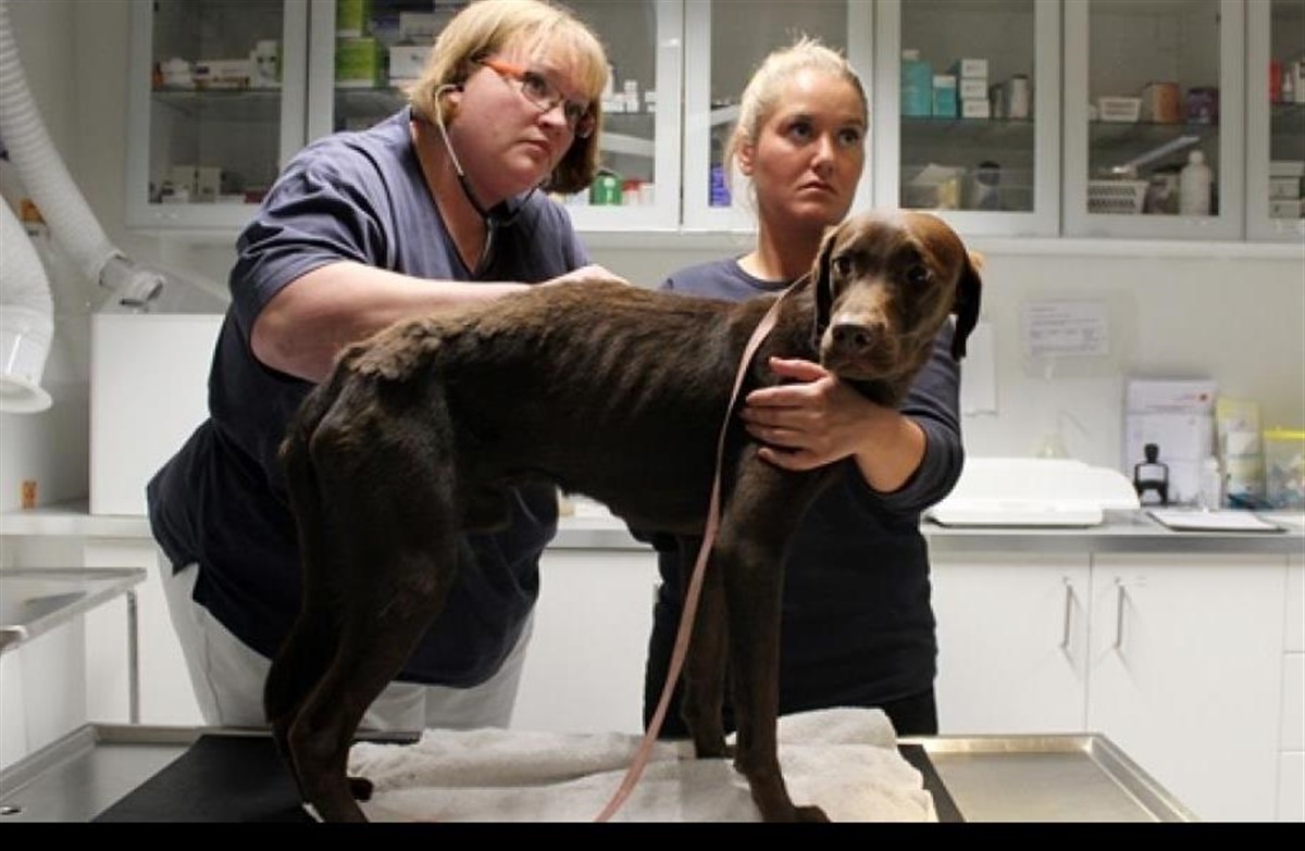 Mishandlede 25 labradorer: skal de i retten Hunden.dk