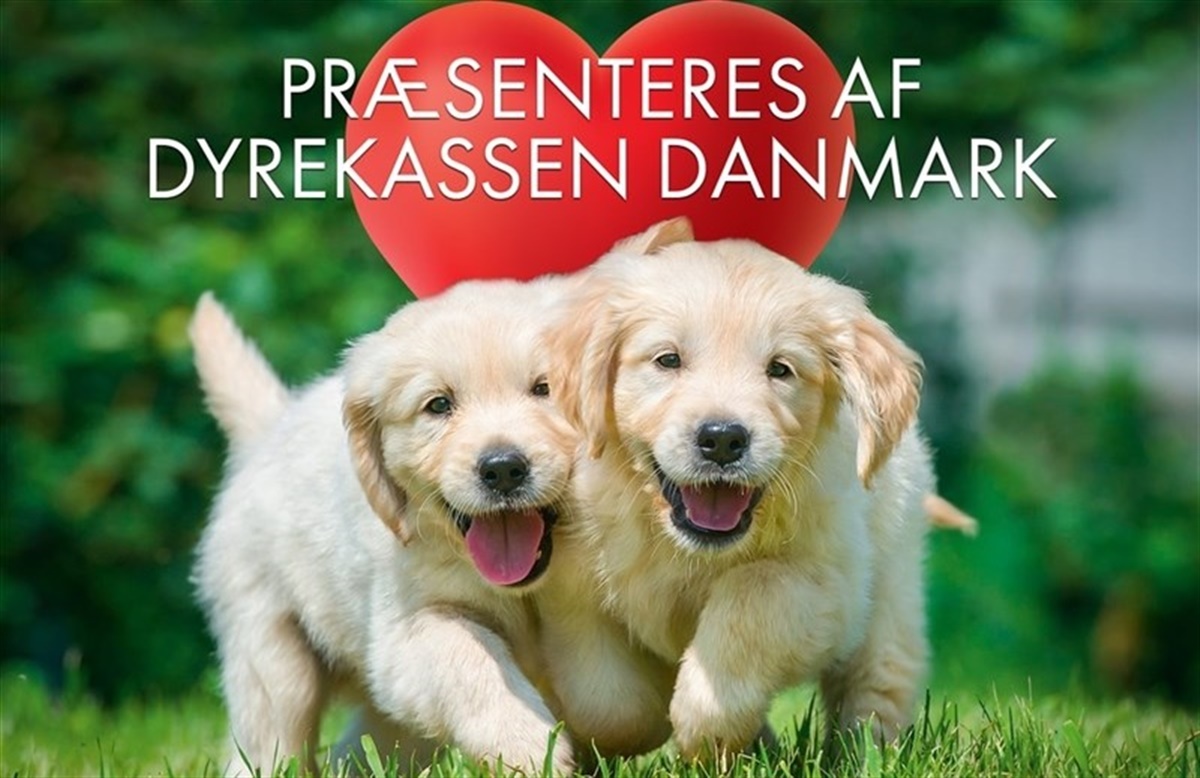 Få gratis online hvalpekursus Hunden.dk