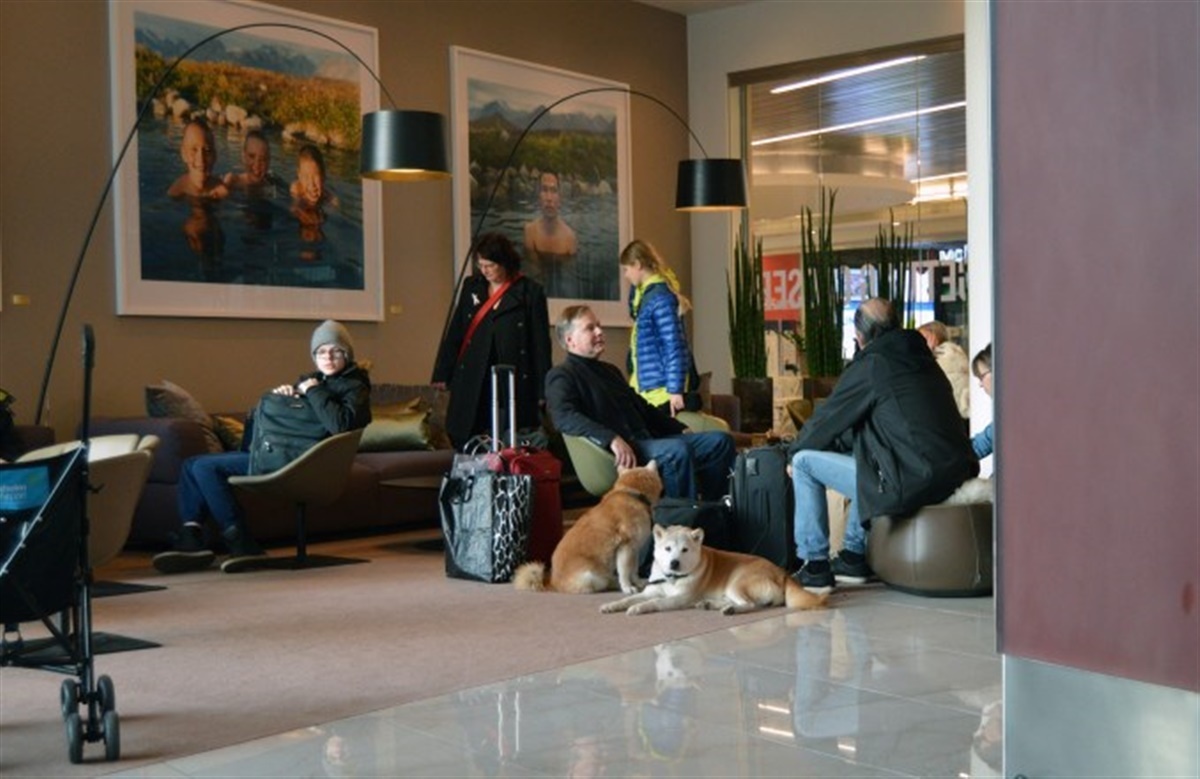 hierarki pulver Wardian sag 156 hunde holdt nytårsaften på hotel - Hunden.dk