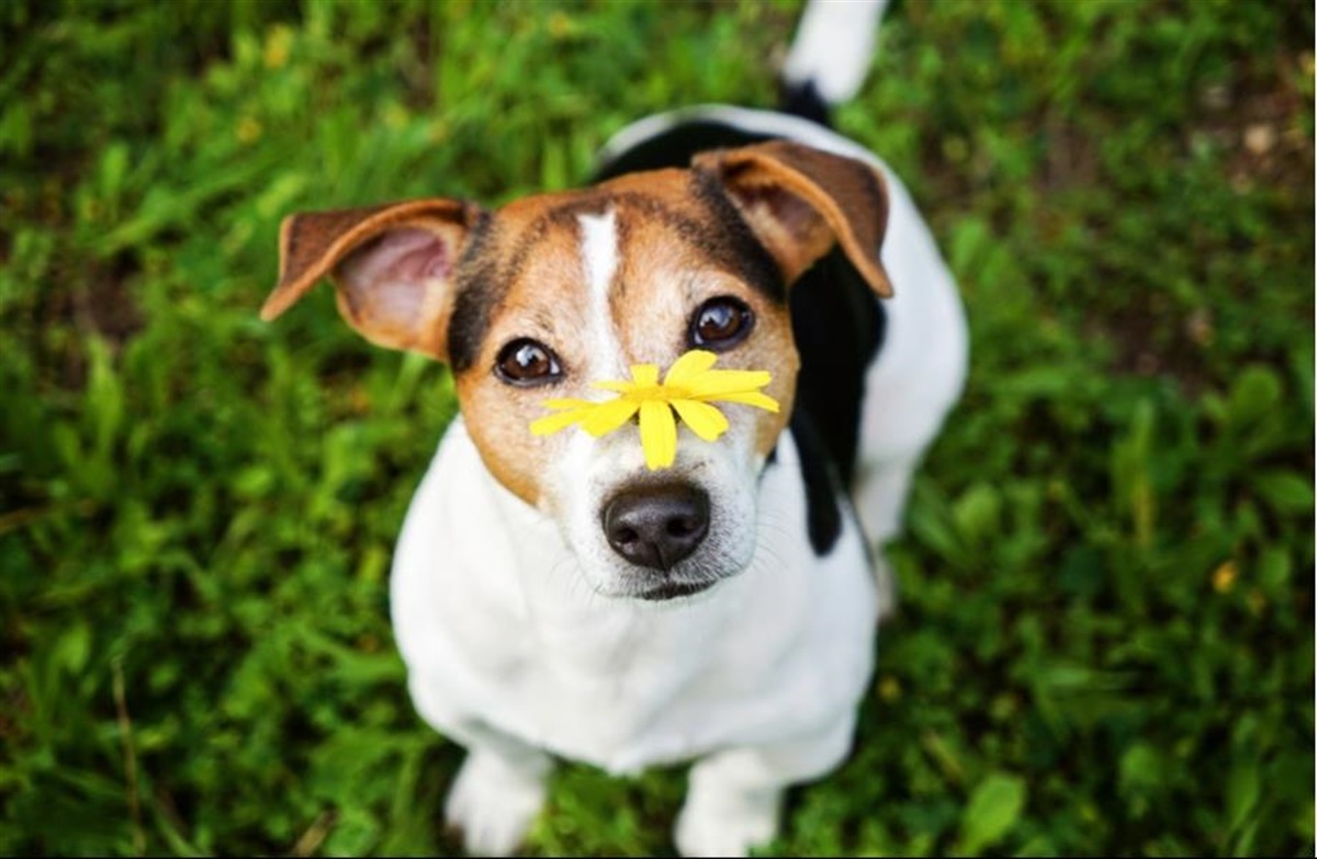 10 tegn på allergi hos hunde -