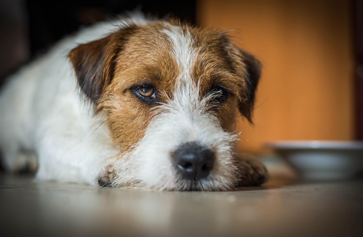 Hypothyroidisme - når hunden mangler skjoldbruskkirtelhormon
