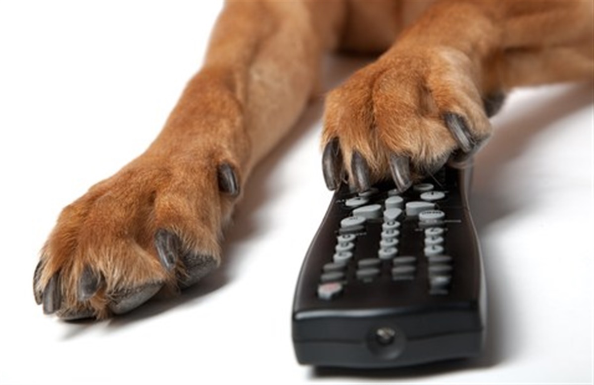 Kan hunde se tv? Hunden.dk