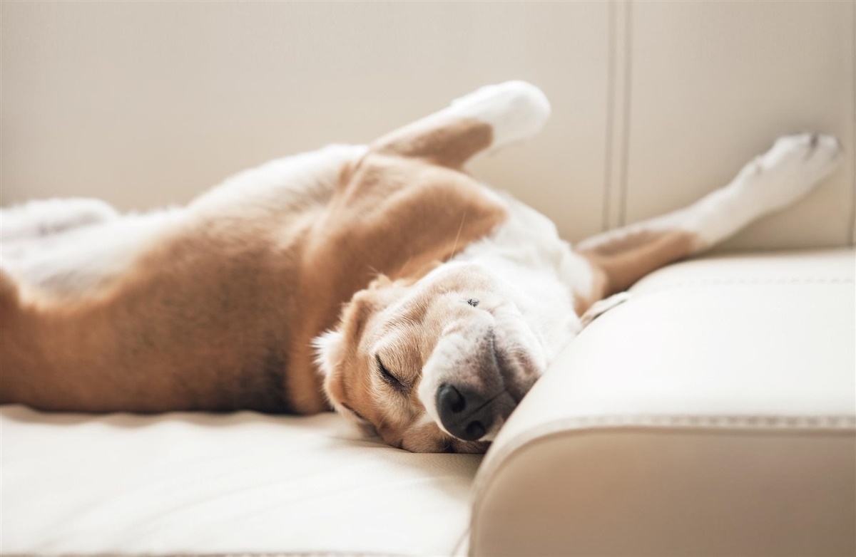 ledsage sweater Displacement Dårlige oplevelser påvirker hundens søvn - Hunden.dk