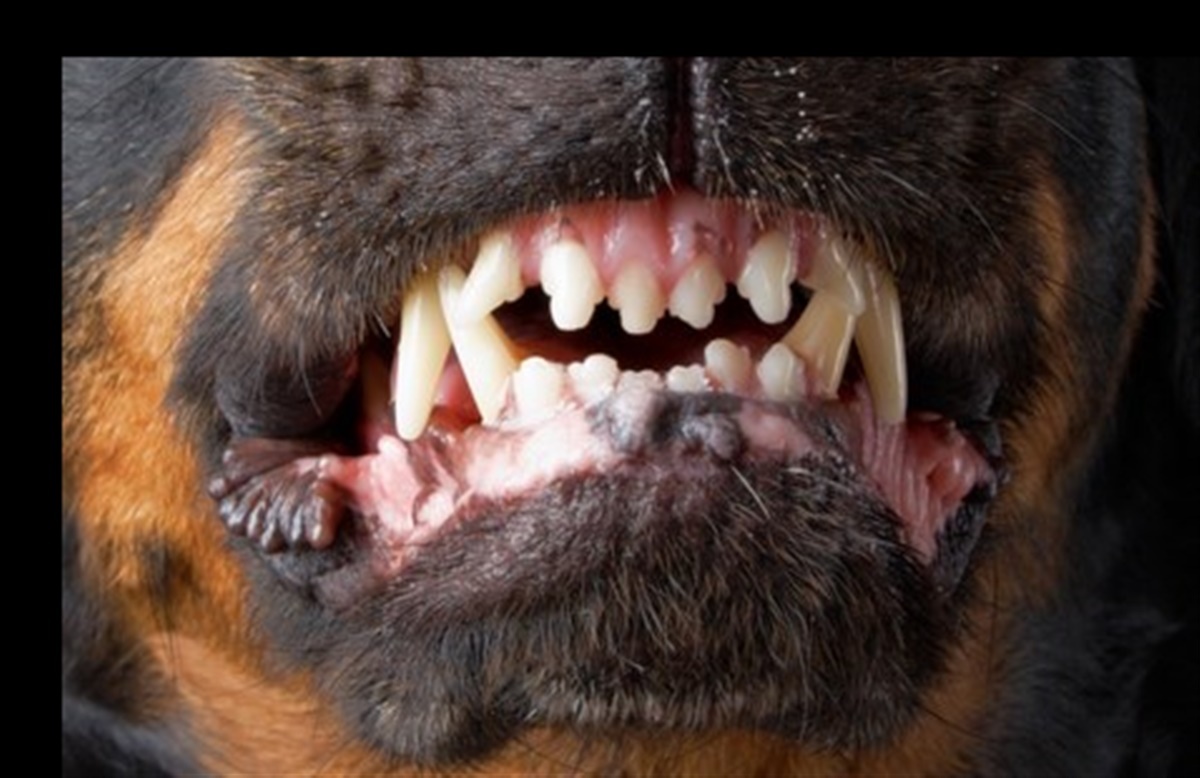 Hund satte tænderne - Hunden.dk