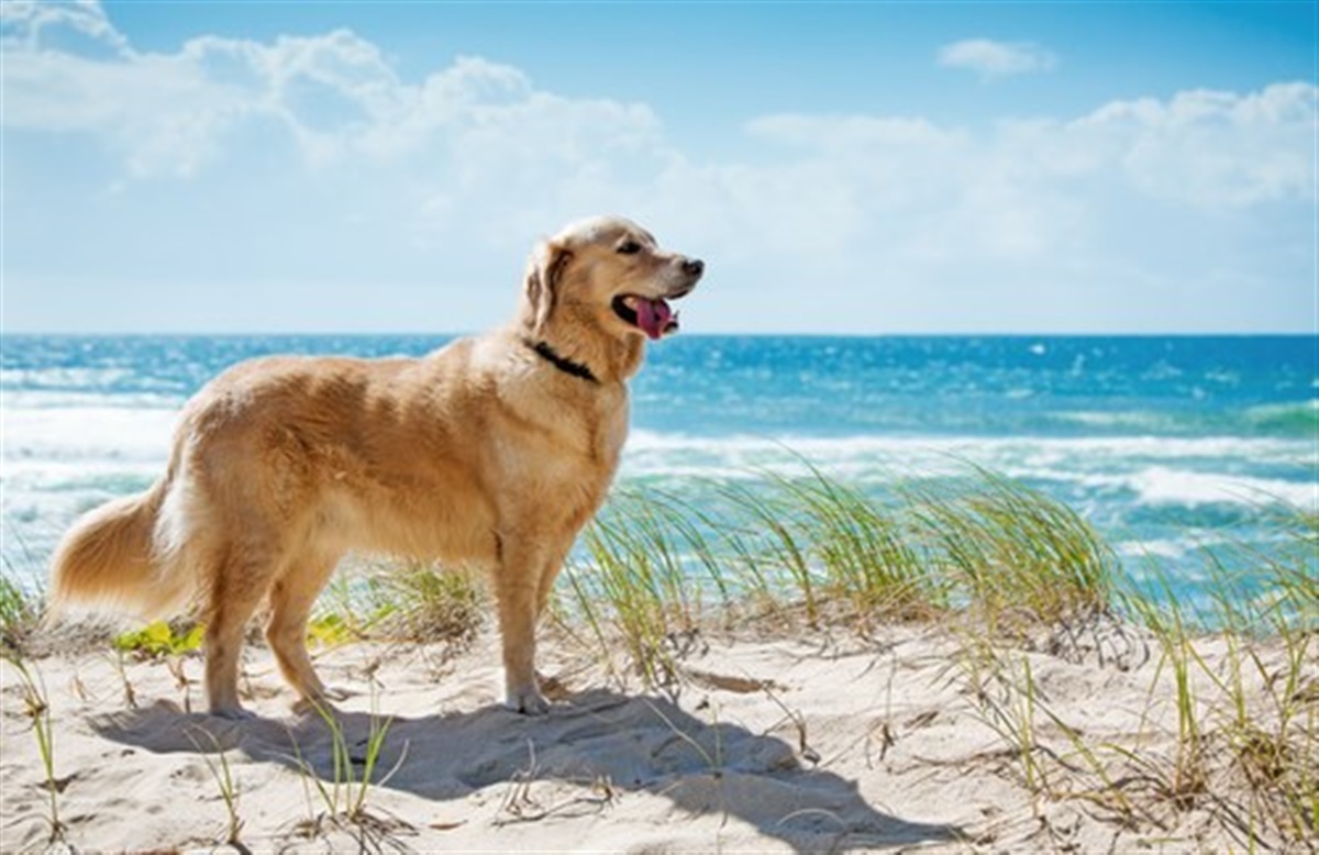 Hundebadning ved Blå Flag–strande
