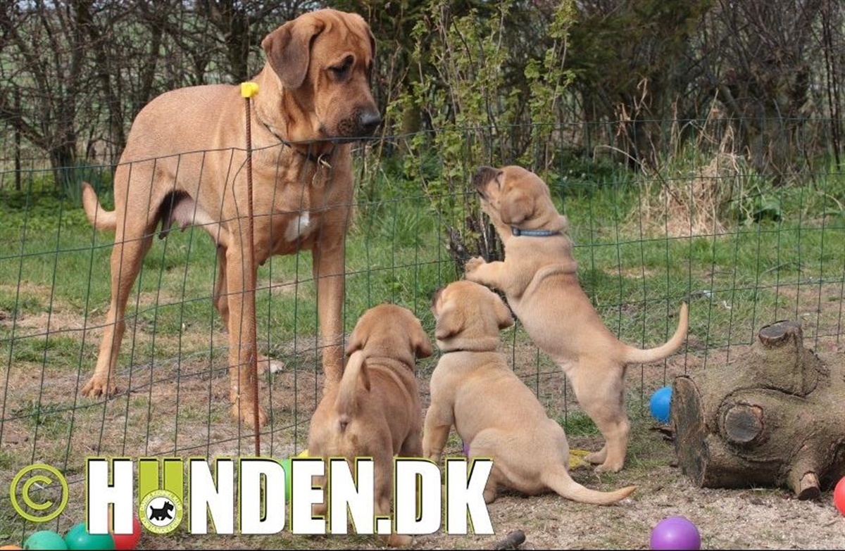Fredagsquiz: du om broholmeren - Hunden.dk