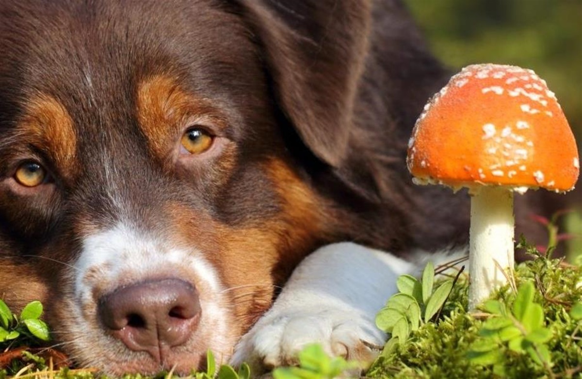 min hund spise svampe?